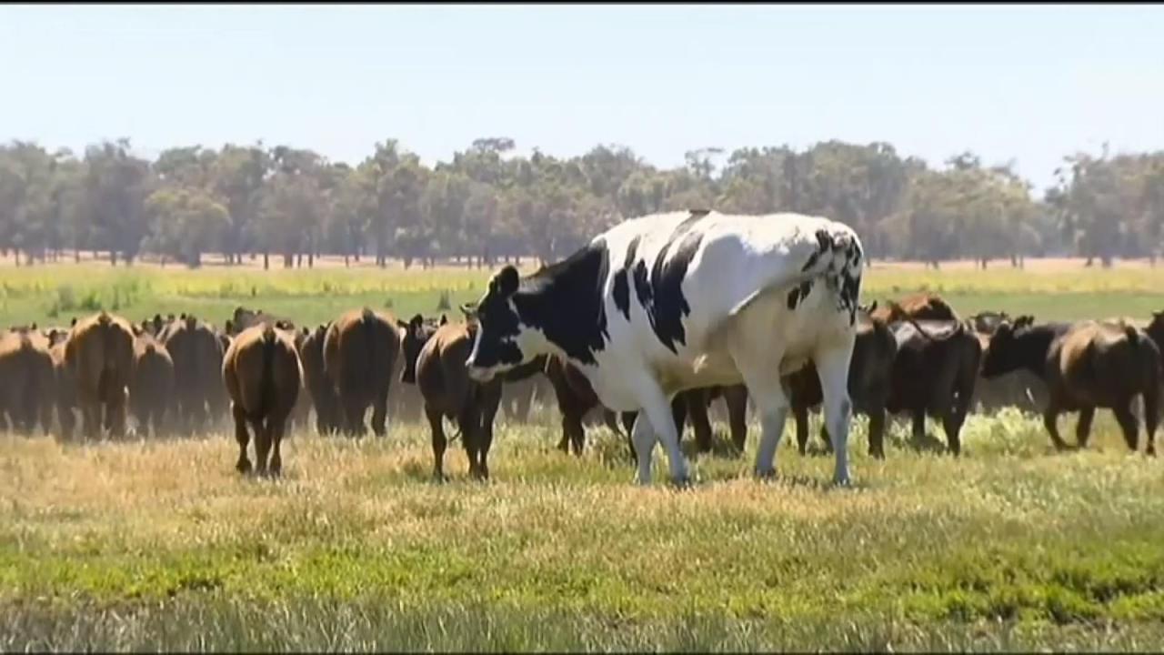 Knickers the cow: Giant steer goes viral after being &#39;too big for  slaughterhouse&#39; | World News | Sky News