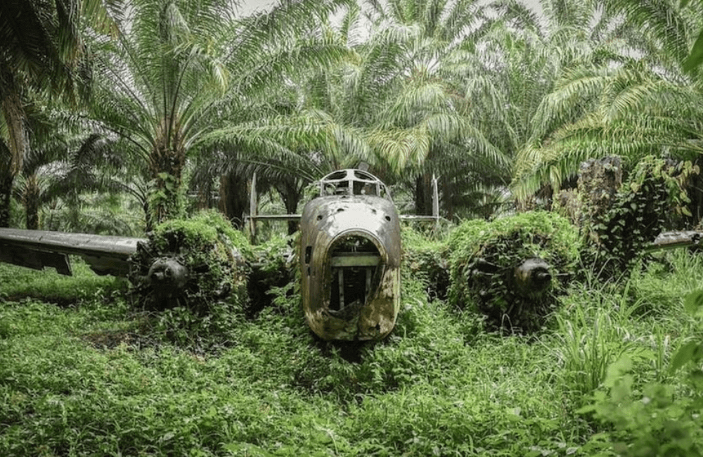 WWII Plane Found in Jungle with Coffee Still in Thermoses @reggiekelpie/Twitter.com