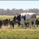 Knickers the cow: Giant steer goes viral after being 'too big for  slaughterhouse' | World News | Sky News