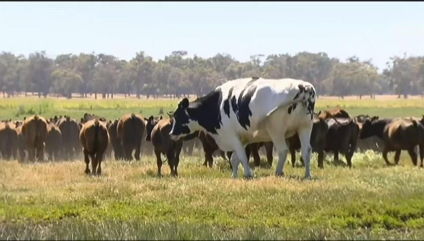 Knickers the cow: Giant steer goes viral after being 'too big for  slaughterhouse' | World News | Sky News